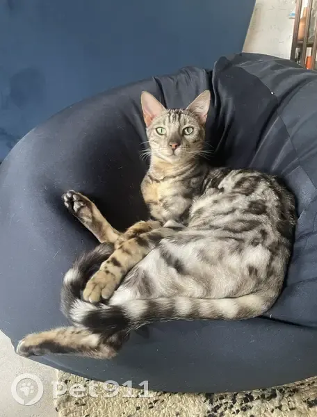 Chat gris tacheté perdu à Bagnolet - photo