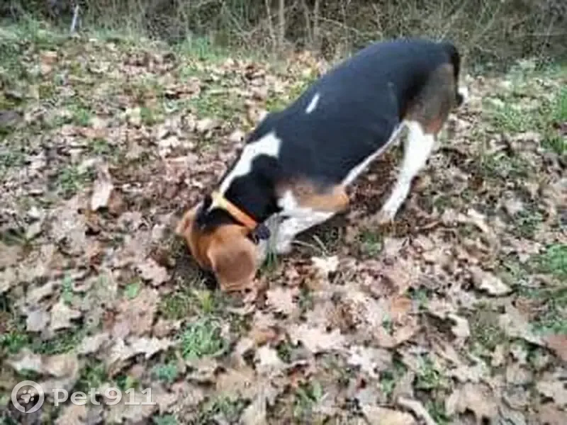 Chien perdu cherche à rentrer chez lui - photo