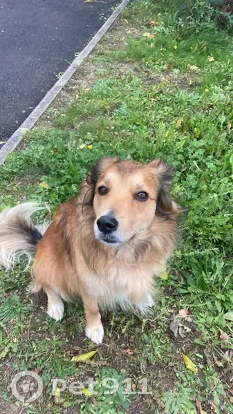 Chienne câline trouvée, sans collier - photo
