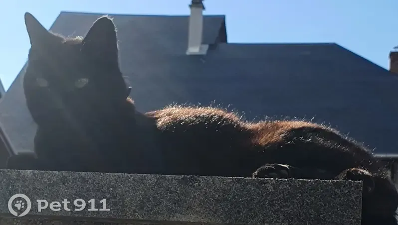 Chatte noire perdue à Annecy, tatouée - photo