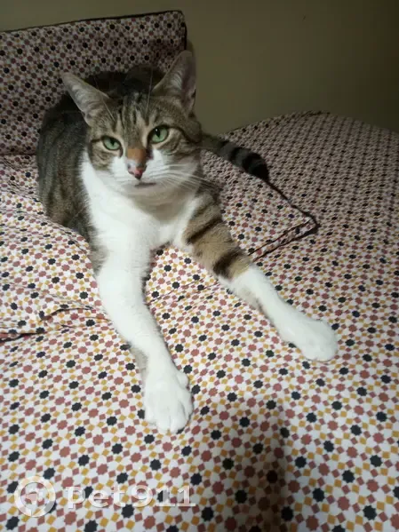 Chat mâle tigré blanc disparu à Bois-le-Roi - photo