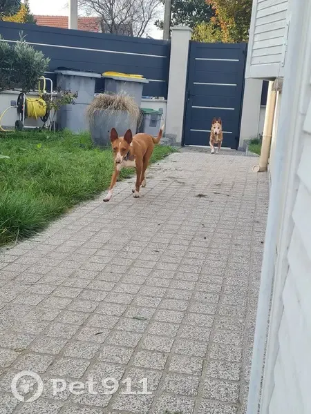 Chienne disparue marron/blanc Le Bourget - photo