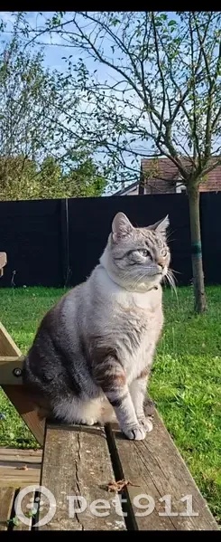 Chat mâle tigré beige perdu à Gennes - photo