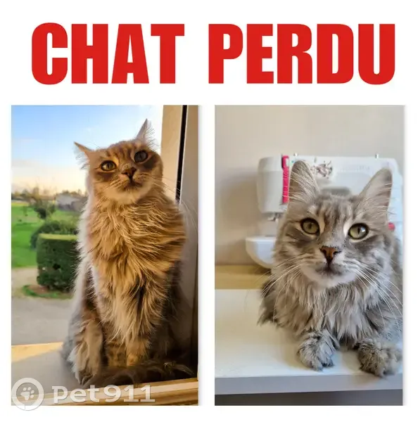 Chatte grise perdue à Montélier - photo