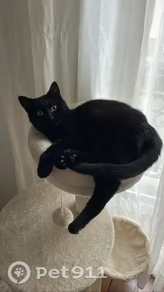 Chat noir européen disparu à Bourgogne-Fresne - photo