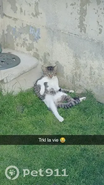 Chat perdu : mâle 1 an, tigré/blanc, Roubaix - photo