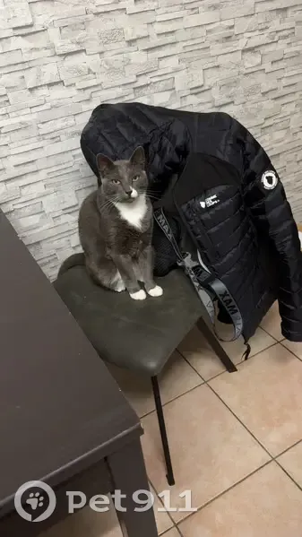 Chat perdu, Rue des Vignes, Andelarre - photo