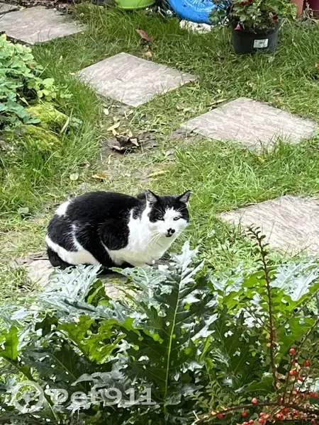 Chat noir et blanc trouvé à Draveil - photo