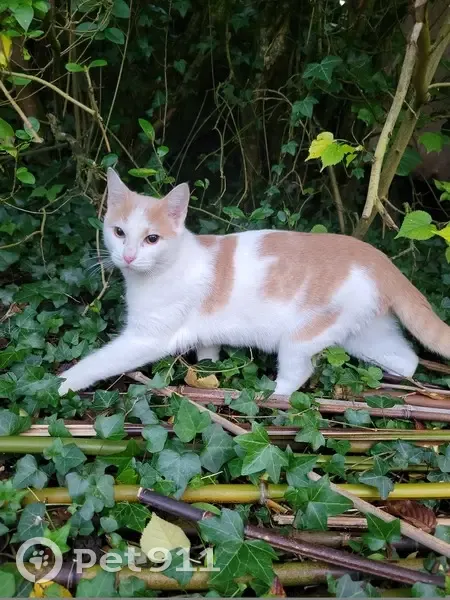 Chat mâle marron beige trouvé, très sociable - photo