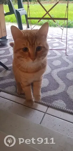 Chat roux câlin trouvé à Armentières - photo