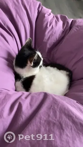 Chatte européenne perdue à Faverolles - photo
