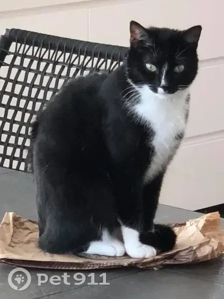 Chatte noire et blanche disparue à Estaires - photo