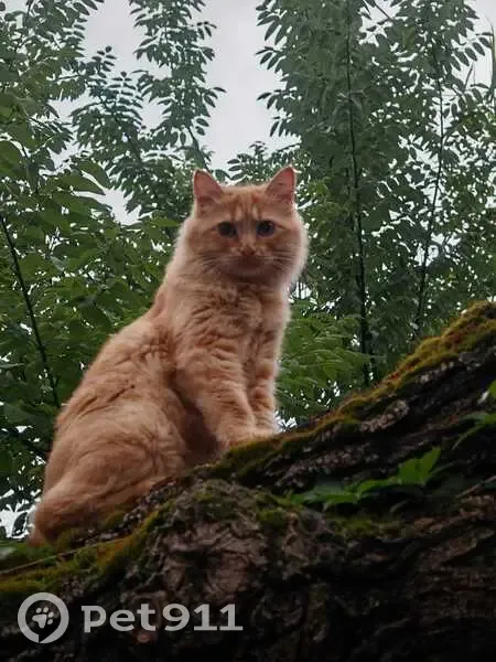 Chat disparu Fille, Nîmes (fl534499) - photo