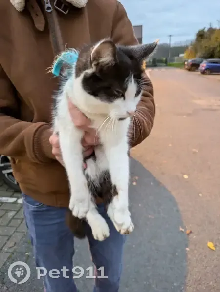 Chaton trouvé mal en point à Wavrin - photo