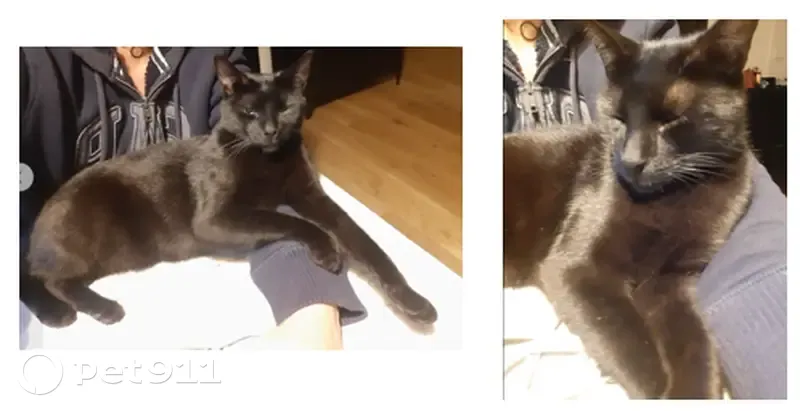 Chat noir mince 2,5 ans perdu Clamart - photo