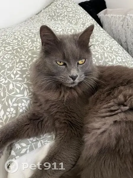 Chat perdu à Perpignan, contactez-nous ! - photo