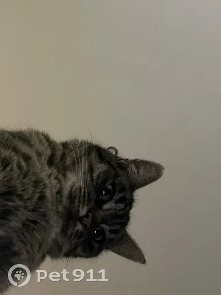 Chat tigré perdu avec collier jaune - photo