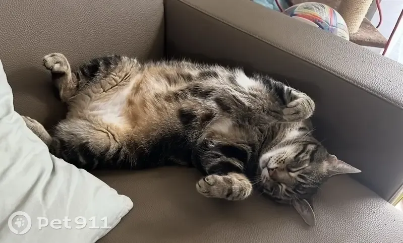 Chat tigré Grigri disparu à Treffléan - photo