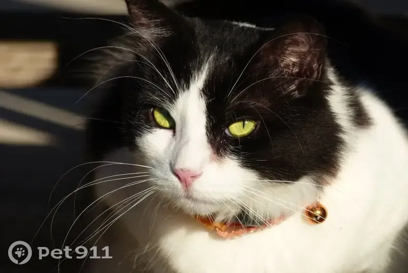 Chatte perdue : noire/blanche, 2 colliers - photo
