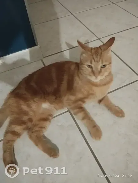 Chat Otto perdu à Uchaud : aidez-nous ! - photo