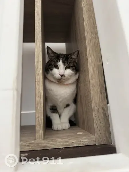 Chat tigré blanc marron perdu à Drancy - photo