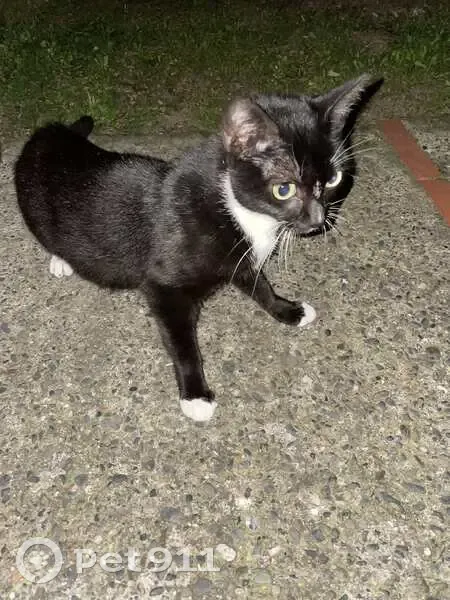 Chaton trouvé à Toulouse, Patte d'Oie - photo