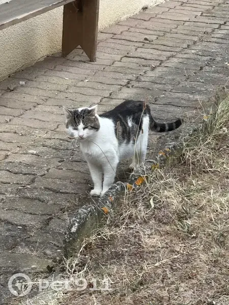 Chat disparu : pelage blanc et noir-gris - photo
