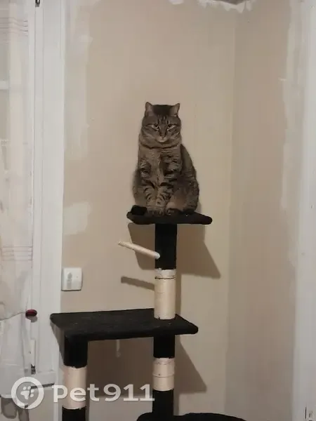 Chat tigré perdu à Dogneville - photo