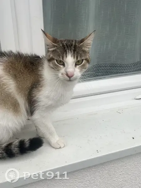 Chat trouvé à Sevran, quartier Les Sablons - photo