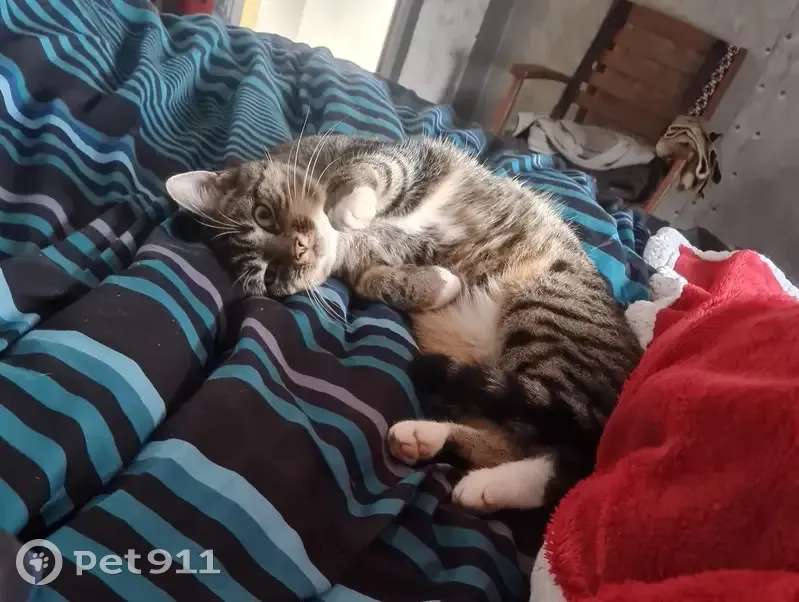 Chatte tigrée perdue à Illifaut - photo