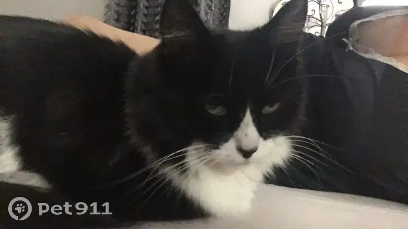 Chatte noire et blanche disparue à Miradoux - photo