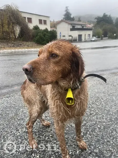 Chien de chasse roux trouvé à Châtel-Guyon - photo