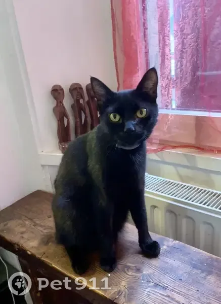 Chat noir Topaze perdu à Besançon - photo