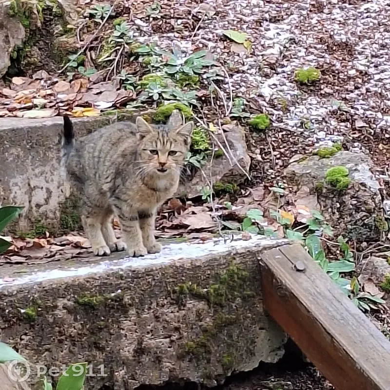 Chaton tigré craintif trouvé à Natzwiller - photo