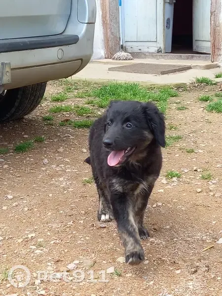 Chienne noire disparue à Bâgé-Dommartin - photo