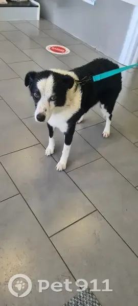 Border collie trouvé à Saint-Junien - photo