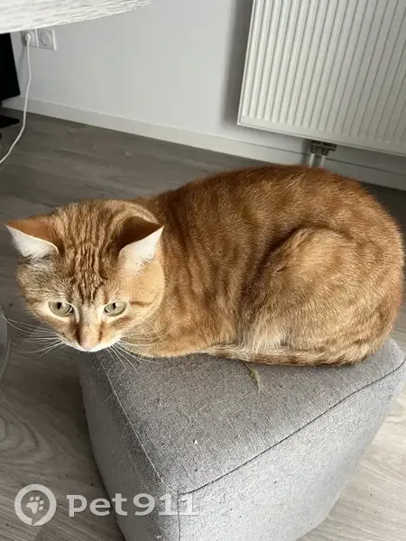 Chat mâle roux trouvé, Rue de Quesnoy 87 - photo