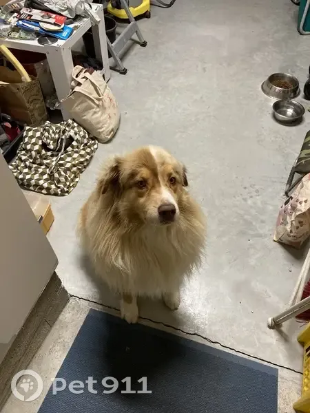 Chien trouvé calme et obéissant à Poitiers - photo