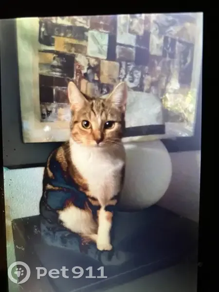 Chat perdu, Claira : ventre blanc, queue cassée - photo