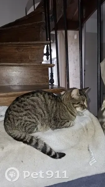 Chat gris foncé perdu à Ingrandes-Le-Fresne - photo