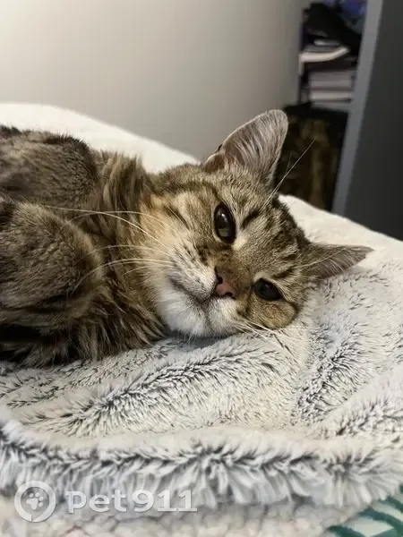 Chatte tigrée trouvée à Villers-Écalles - photo