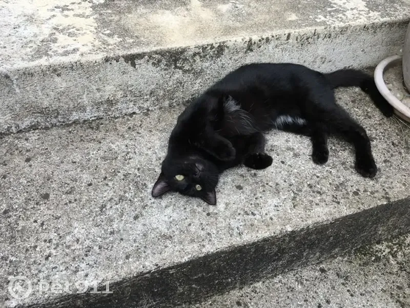 Chatte noire perdue à Saint-Rémy-lès-Chevreuse - photo