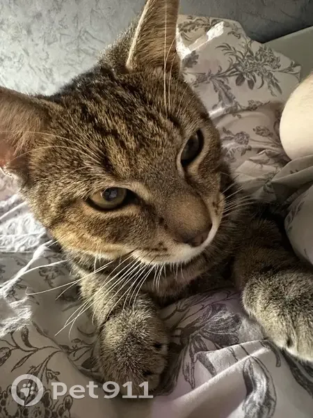 Chaton perdu, câlin et joueur à Douai - photo