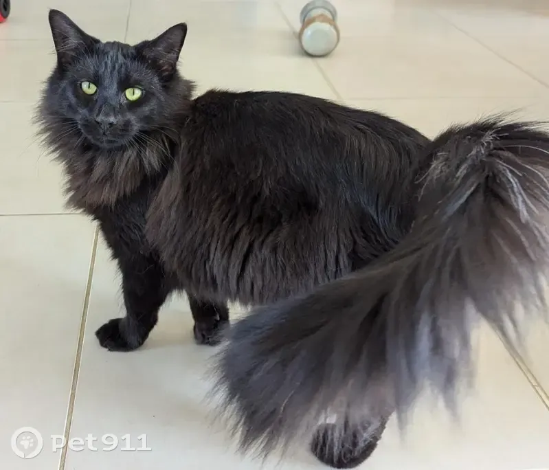 Chat noir Usko perdu à Montamisé - photo