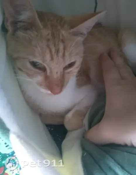 Chatte rousse-blanche disparue à Strasbourg - photo