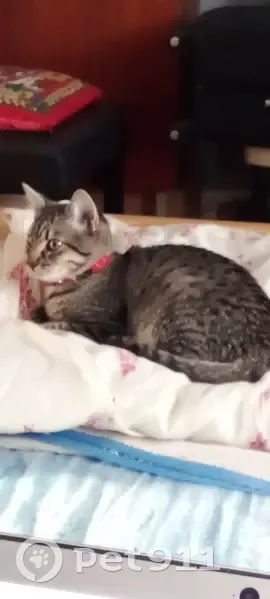 Chaton perdu près clinique vétérinaire - photo