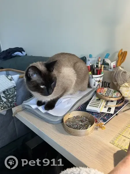 Chat de 3 ans disparu à Laval - photo