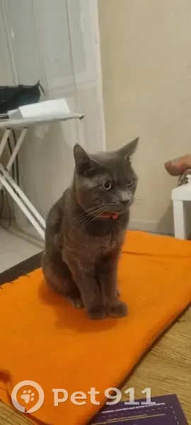 Chat trouvé avec collier rouge à Marseille - photo