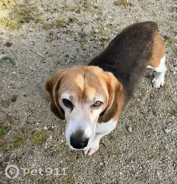 Beagle perdu à Aignay-le-Duc - photo