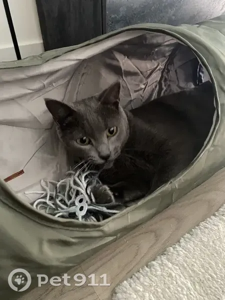 Chat gris 4 ans disparu à Tours - photo